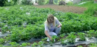 Tarlaya gittiğinde merak saldı, kozmetik toptancılığını bırakıp tarıma yöneldi