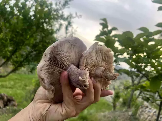 Doğada sadece 14 gün yetişiyor fiyatı el yakıyor