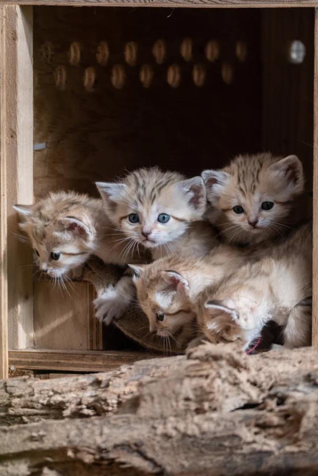 Dünyada sadece 10 bin tane kaldığı söyleniyor! İsrail'de yeni doğan kum kedileri ilgi odağı oldu
