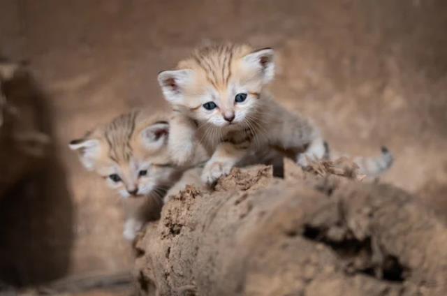 Dünyada sadece 10 bin tane kaldığı söyleniyor! İsrail'de yeni doğan kum kedileri ilgi odağı oldu