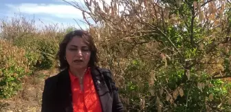Müzeyyen Şevkin'den 'TARSİM, mayıstan önceki donlar için ödeme yapmıyor' iddiası