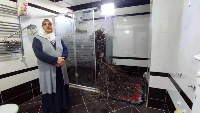 Sakarya'da şaşırtan olay: Kargalar evi bakın ne hale getirdi