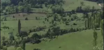 Kütahya'daki Eğrigöz Dağı'nda 9 Bin Ağacın Kesilmek Üzere İşaretlendiği Öne Sürüldü