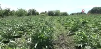 Öğretim üyesi memleketi Hatay'da ilk defa enginar yetiştirdi