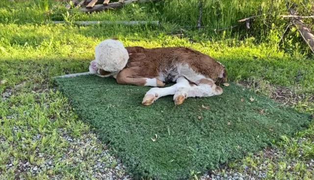 Ahıra giren çiftçi, başsız doğan buzağıyı görünce dakikalarca kendisine gelemedi Ahıra giren çiftçi, başsız doğan buzağıyı görünce dakikalarca kendisine gelemedi