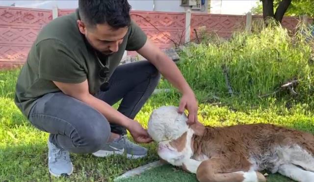 Ahıra giren çiftçi, başsız doğan buzağıyı görünce dakikalarca kendisine gelemedi Ahıra giren çiftçi, başsız doğan buzağıyı görünce dakikalarca kendisine gelemedi