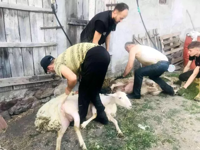 Bir günde 100 koyun kırkıyorlar! Günlük kazançları 2 bin lira
