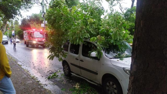 İstanbul'da yağış başladı, korkutan ilk haber Kadıköy'den geldi! Dev ağaç yolu kapattı