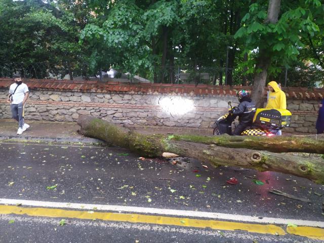 İstanbul'da yağış başladı, korkutan ilk haber Kadıköy'den geldi! Dev ağaç yolu kapattı