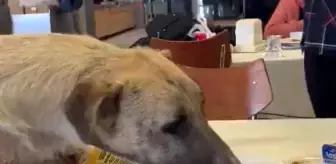 Aç kalan köpek üniversitenin yemekhanesine girdi, masadan yemek yedi