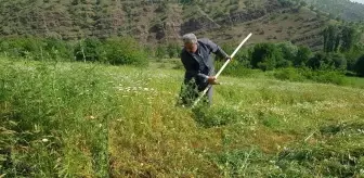 Derecik'te tırpanla ot biçme sezonu başladı