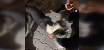 Köpeğe alkol işkencesi... Köpeğin ağzını zorla açıp içki dökerek işkence yaptıkları o anları sosyal medyada paylaştılar