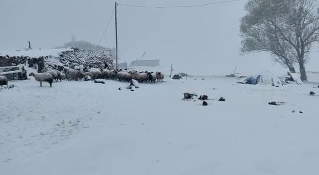 Ağrı'da mayıs ayında yağan kar şaşkınlık yarattı