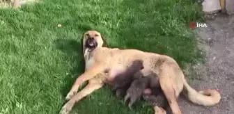 Jandarma köpeğinin anneleri ölen tilki yavrularını emzirmesi duygulandırdı
