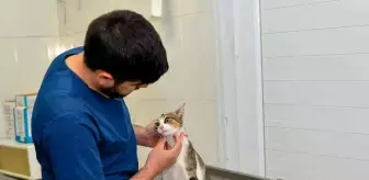 Esenyurt Belediyesi, Hayvanseverlerin Bulduğu Ayağı Kırık Kediyi Sağlığına Kavuşturdu