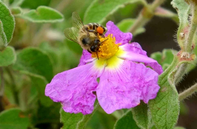 Milyonlarca arının gram gram topladığı polende ilk hasat gerçekleştirildi! Kilosu 400 TL'den satılıyor