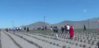 Karapınar'da Göktepe, Acıgöl, Lavanta Bahçesi Uçuş Festivali düzenlendi