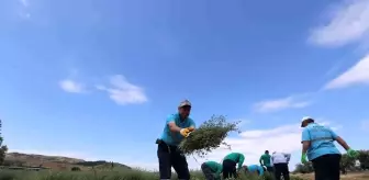 Efeler'in Şifalı Kekikleri Hasat Ediliyor