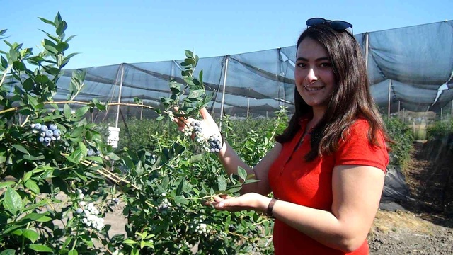 Tek tek elle toplanan yaban mersininin kilosu 360 TL'ye kadar çıkıyor Tek tek elle toplanan yaban mersininin kilosu 360 TL'ye kadar çıkıyor