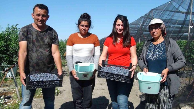 Tek tek elle toplanan yaban mersininin kilosu 360 TL'ye kadar çıkıyor Tek tek elle toplanan yaban mersininin kilosu 360 TL'ye kadar çıkıyor