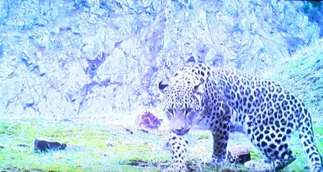Görüntü Türkiye'den! Neslinin yok olduğu düşünülen Anadolu leoparı yıllar sonra yeniden görüldü Görüntü Türkiye'den! Neslinin yok olduğu düşünülen Anadolu leoparı yıllar sonra yeniden görüldü