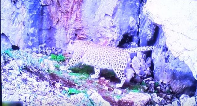 Görüntü Türkiye'den! Neslinin yok olduğu düşünülen Anadolu leoparı yıllar sonra yeniden görüldü Görüntü Türkiye'den! Neslinin yok olduğu düşünülen Anadolu leoparı yıllar sonra yeniden görüldü