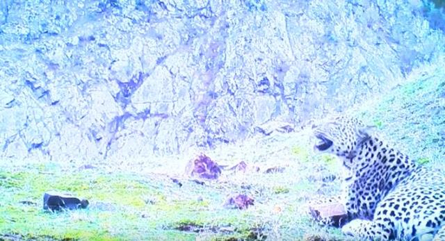 Görüntü Türkiye'den! Neslinin yok olduğu düşünülen Anadolu leoparı yıllar sonra yeniden görüldü Görüntü Türkiye'den! Neslinin yok olduğu düşünülen Anadolu leoparı yıllar sonra yeniden görüldü