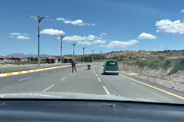 Polisin bir kaplumbağanın yolun karşısına geçmesine yardım etmesi kameraya yansıdı Polisin bir kaplumbağanın yolun karşısına geçmesine yardım etmesi kameraya yansıdı