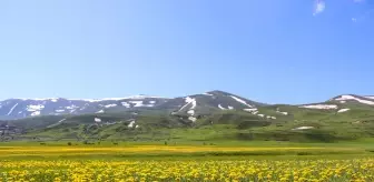 Sarı ve mor renkli çiçekler Erzurum ovalarını renklendirdi