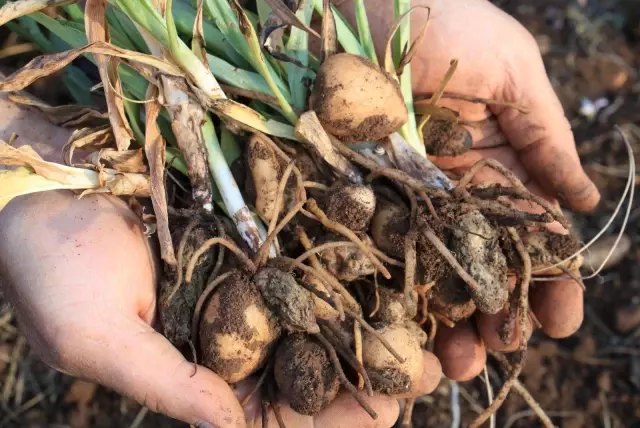 Tazesinin kilosu 300, tozu bin 800 TL