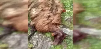 Erzurum'da yıldırım düşen sürüdeki 10'dan fazla küçükbaş hayvan telef oldu