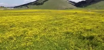 Papatya ve düğün çiçekleri, Bolu yaylalarını renklendirdi