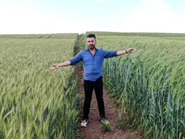 7 bin yıllık buğday Diyarbakır'da boy gösterdi, çiftçiler 'Buğday sorunu kalmayacak' dedi