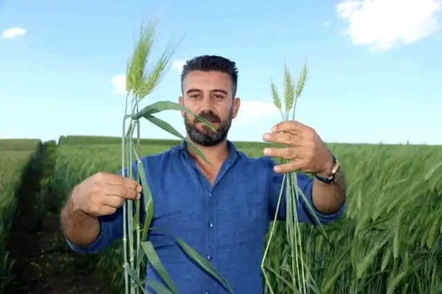 7 bin yıllık buğday Diyarbakır'da boy gösterdi, çiftçiler 'Buğday sorunu kalmayacak' dedi