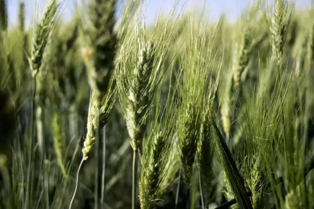 7 bin yıllık buğday Diyarbakır'da boy gösterdi, çiftçiler 'Buğday sorunu kalmayacak' dedi