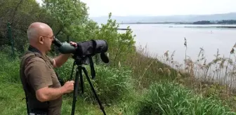 Hersek Lagünü'nün 'kuş hafiyesi' yaban hayatına ışık tutuyor