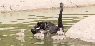 Kuğulupark'ın 'çirkin ördek yavruları' suyla tanıştı