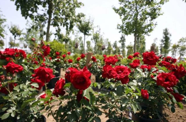 Atatürk Havalimanı Millet Bahçesi'ne 145 bin 300 ağaç dikilecek