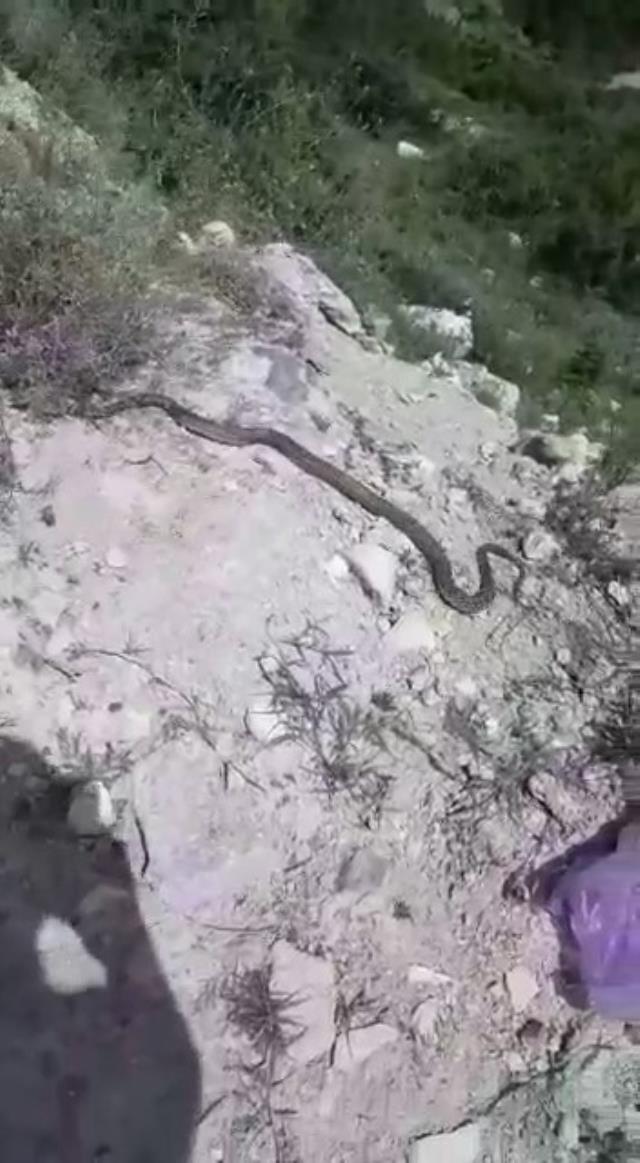 Karşılarında 2 metrelik yılanı görünce neye uğradıklarını şaşırdılar Karşılarında 2 metrelik yılanı görünce neye uğradıklarını şaşırdılar
