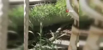 Kreş bahçesindeki yılan kısa süreli paniğe sebep oldu