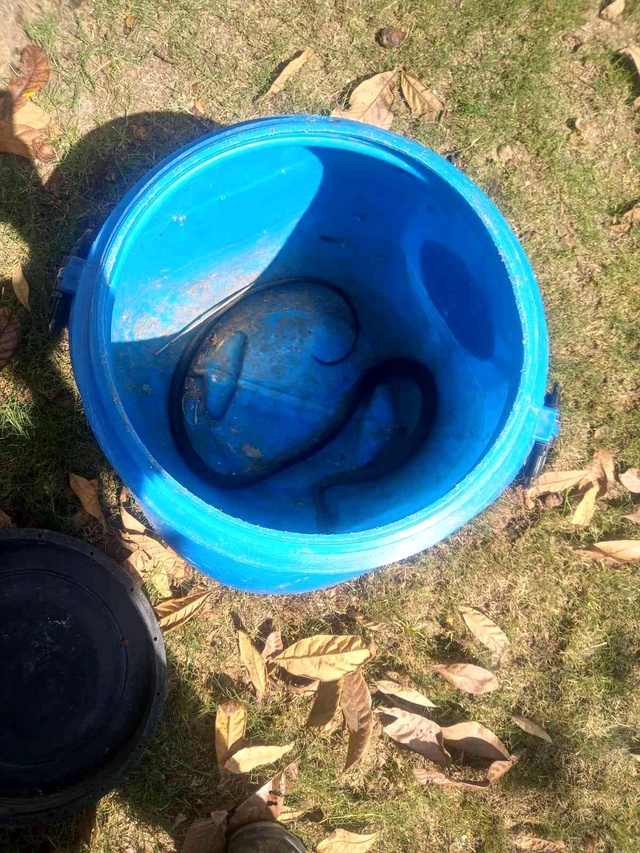Tam yatmaya hazırlanırken karyolanın altından zıplayan dev yılan nedeniyle şoka girdi Tam yatmaya hazırlanırken karyolanın altından zıplayan dev yılan nedeniyle şoka girdi
