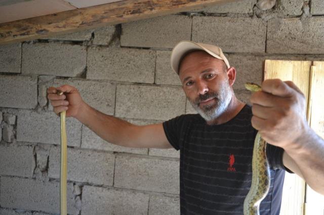 Güvercin yavruları bir bir kaybolunca kümesi takibe aldı, gizemli olayın ardından sinsi yılanlar çıktı Güvercin yavruları bir bir kaybolunca kümesi takibe aldı, gizemli olayın ardından sinsi yılanlar çıktı