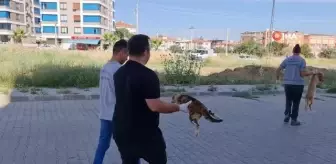 İzmir'de kedi ve köpekler zehirlenerek telef edildi