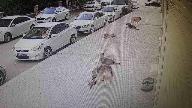 Başıboş köpekler, başına üşüştükleri kediyi dakikalar içerisinde parçaladı