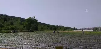 ZONGULDAK - Alaplı'da müşteriler satın alacakları çilekleri kendileri topluyor