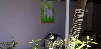 Ankara Adliyesinde sahipsiz hayvanlar için 'kedi sokağı' ve 'köpek sitesi' inşa edildi