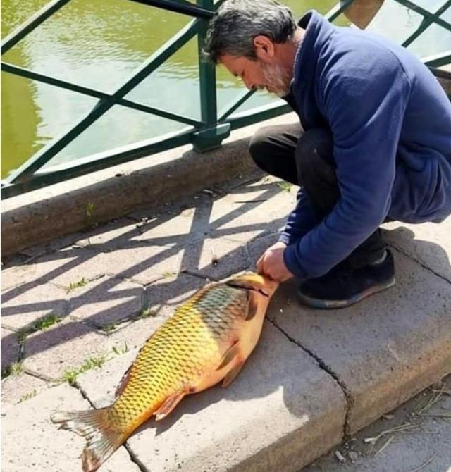 Şehir merkezinde yakalanan 6 kiloluk sazan şaşırttı Şehir merkezinde yakalanan 6 kiloluk sazan şaşırttı