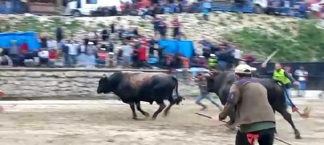 Rize'deki güreşlerde ortalık toz duman oldu! Arenadan kaçan boğalar, insanların arasına daldı Rize'deki güreşlerde ortalık toz duman oldu! Arenadan kaçan boğalar, insanların arasına daldı