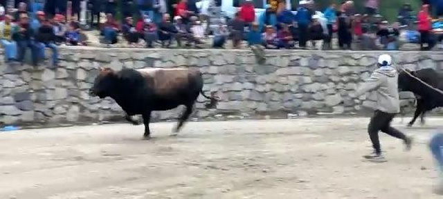 Rize'deki güreşlerde ortalık toz duman oldu! Arenadan kaçan boğalar, insanların arasına daldı Rize'deki güreşlerde ortalık toz duman oldu! Arenadan kaçan boğalar, insanların arasına daldı