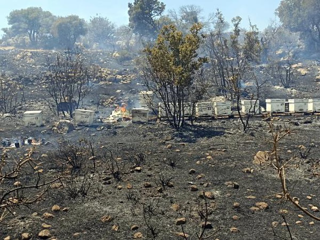 Havalar ısındı, kabus yeniden başladı! Bodrum'daki yangına acilen müdahale edildi Havalar ısındı, kabus yeniden başladı! Bodrum'daki yangına acilen müdahale edildi